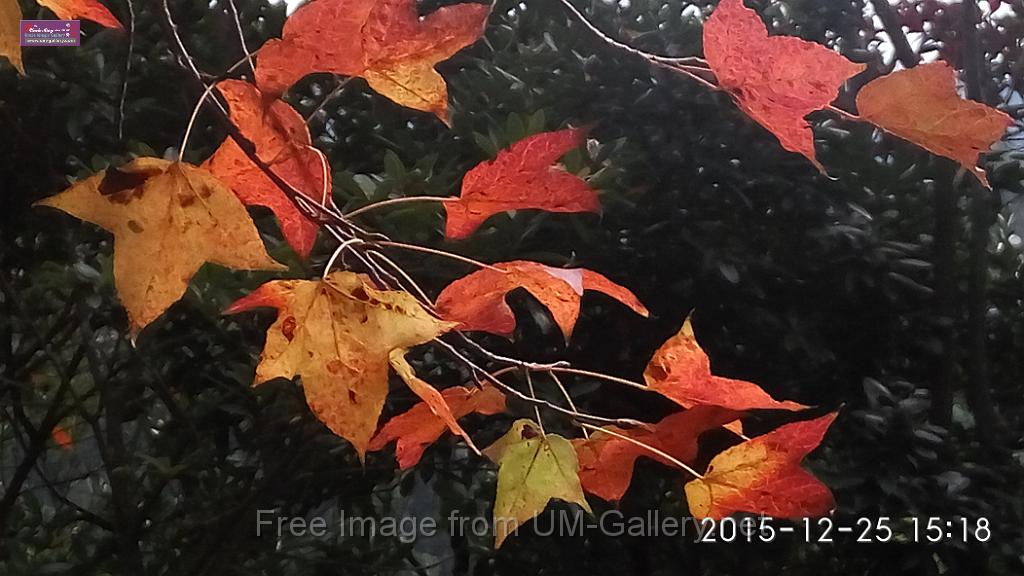 20151225red leaves-IMG_151809.jpg